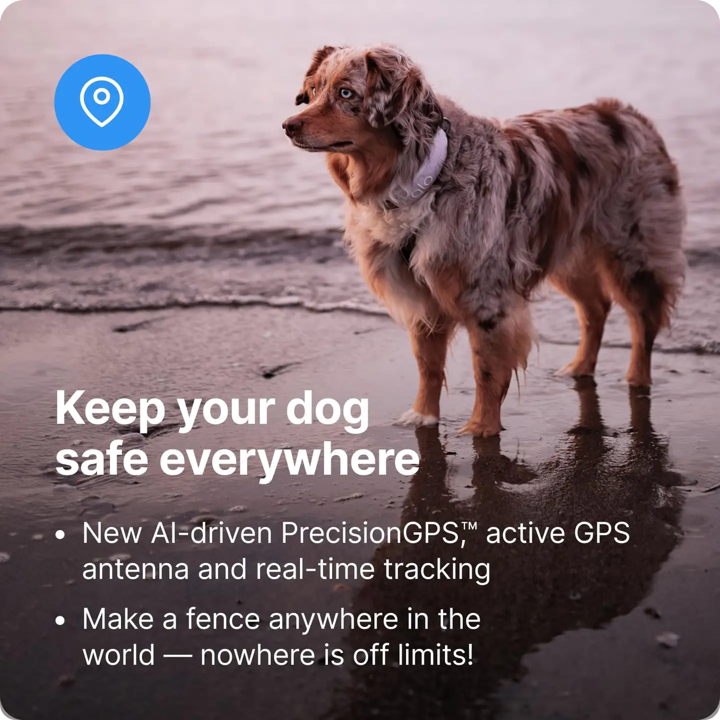 Halo Collar 3 - GPS Dog Fence