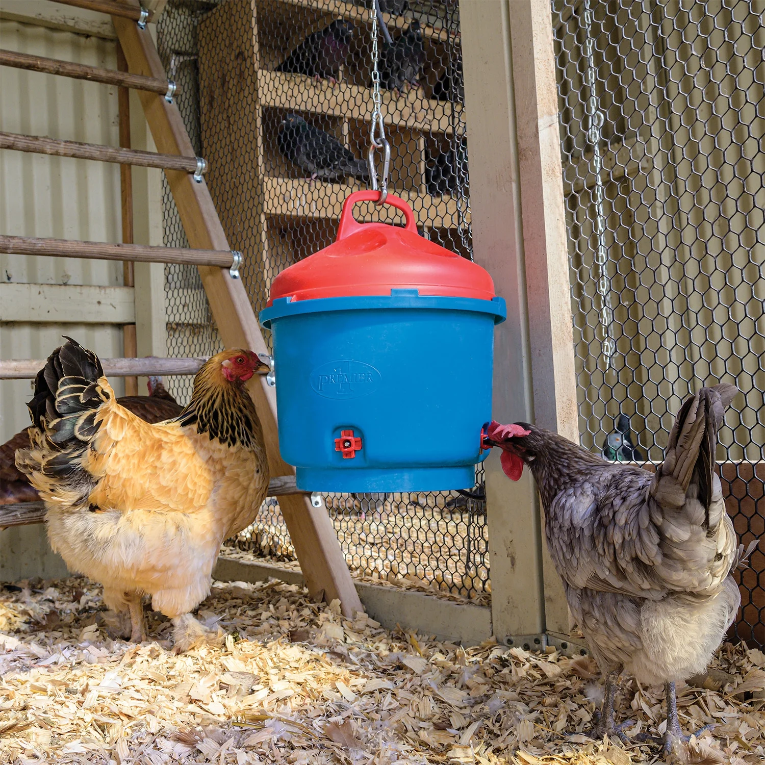 Premier 1 Heated Chicken Coop Water Fountain, 3 Gallon Bucket