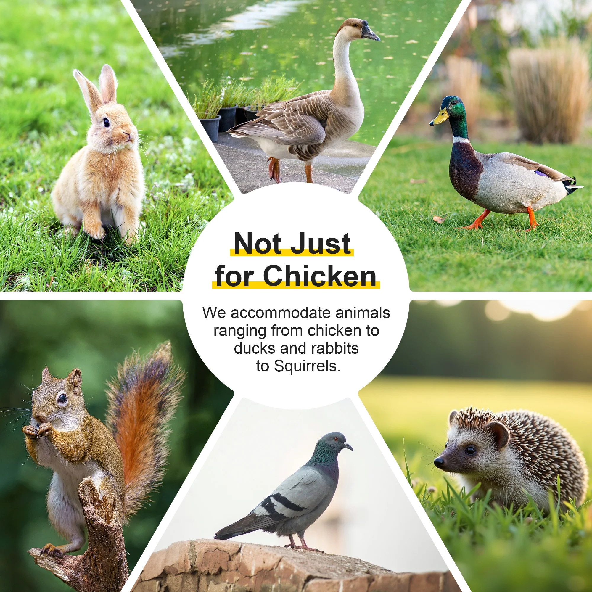 Portable Chicken Coop Run Rabbit Hutch Outdoor Small Animal Cage House Wooden Poultry Enclosure for Bunny, Duck, Chick, Quail, No Assembly Required